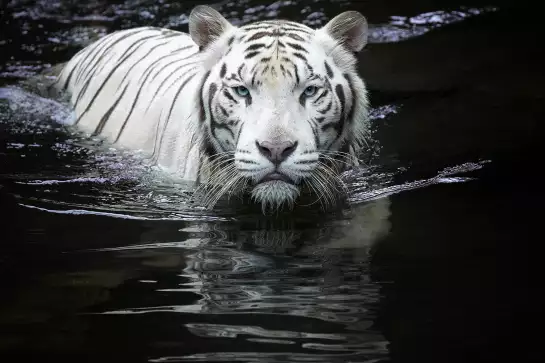 Tigre blanc - photo animaux