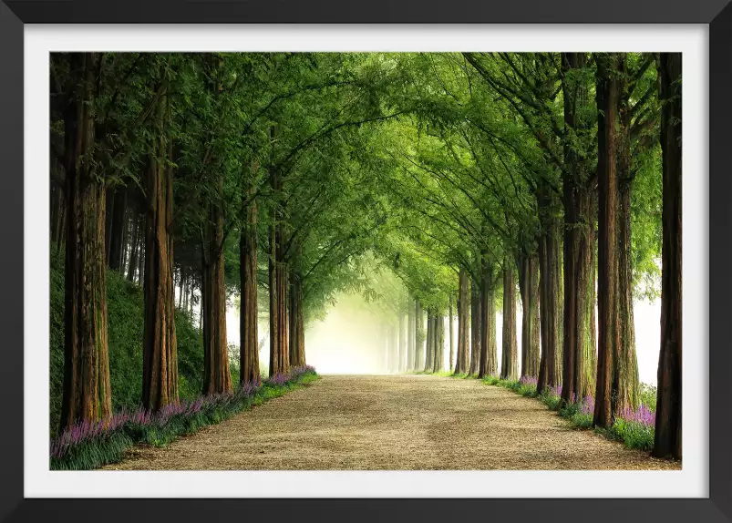 Metasequoia - tableau foret