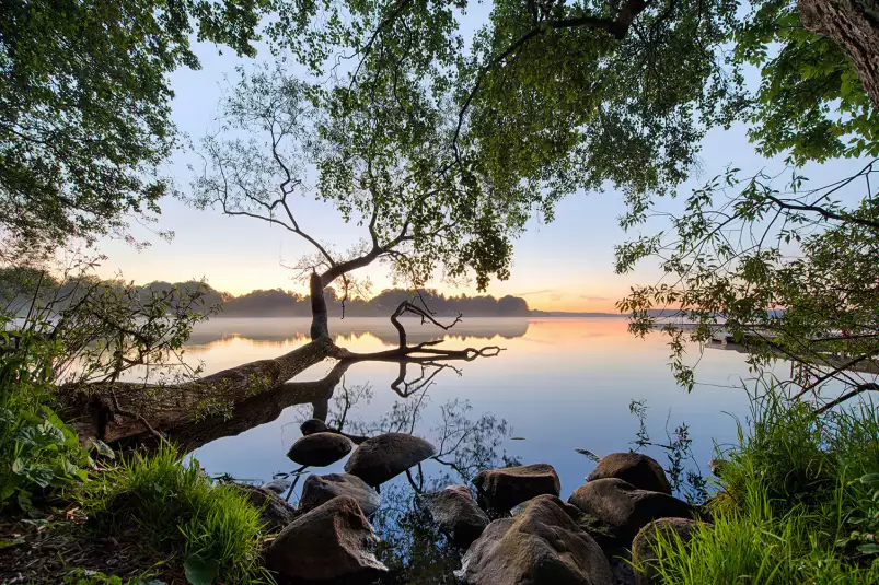 Bord de lac - tableau foret