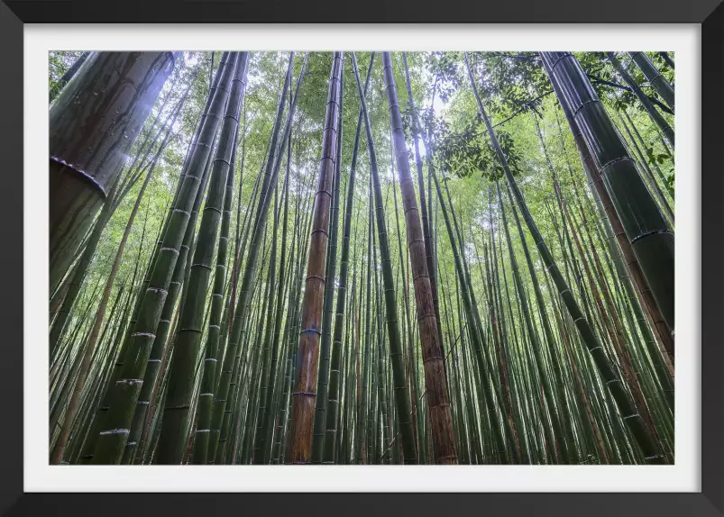 Bambous geants - poster zen