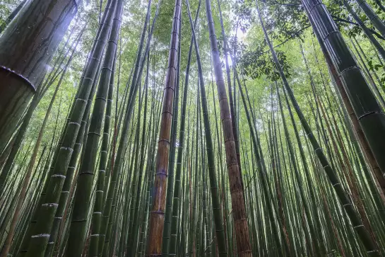 Bambous geants - poster zen