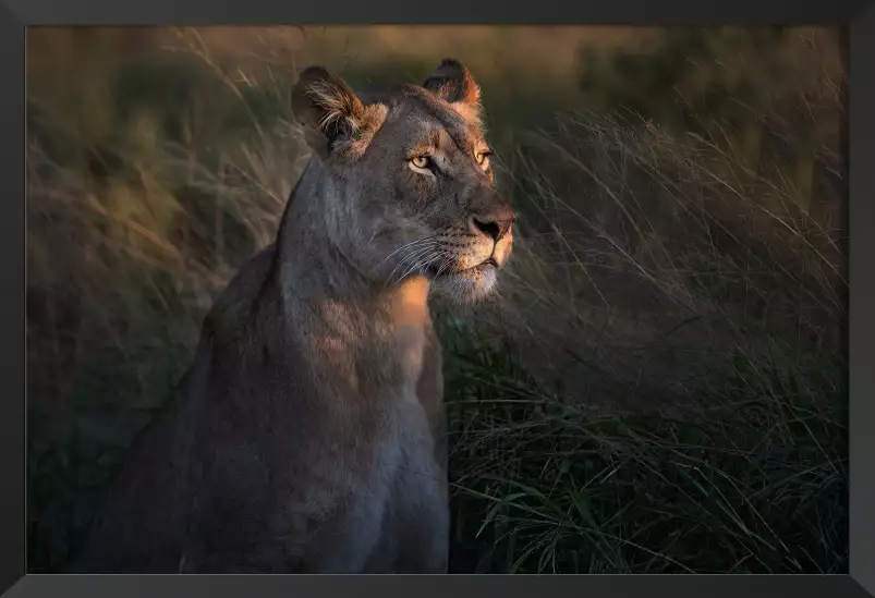 Lionne au crépuscule... - tableau lionne