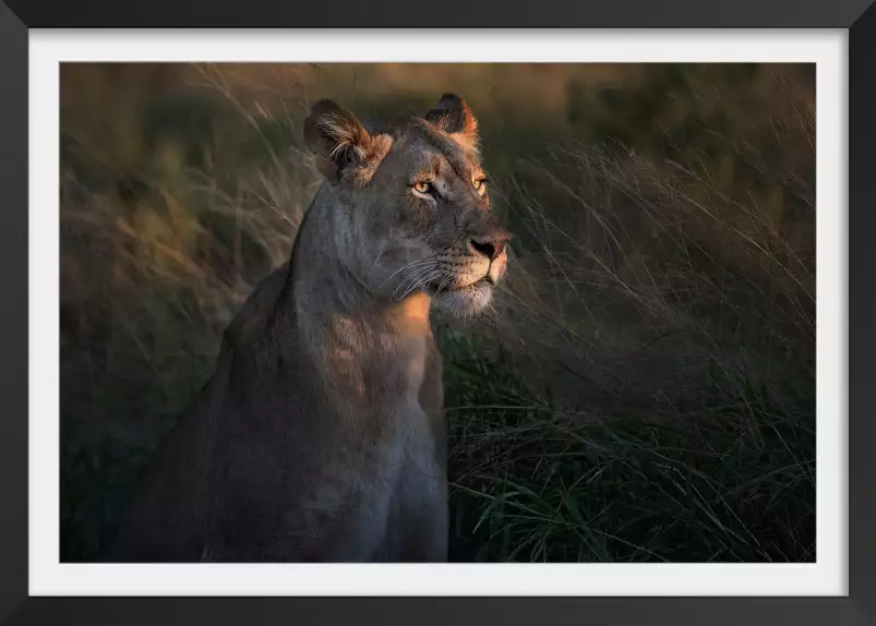 Lionne au crépuscule... - tableau lionne