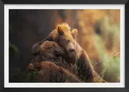 Portrait d'ours - affiche animaux