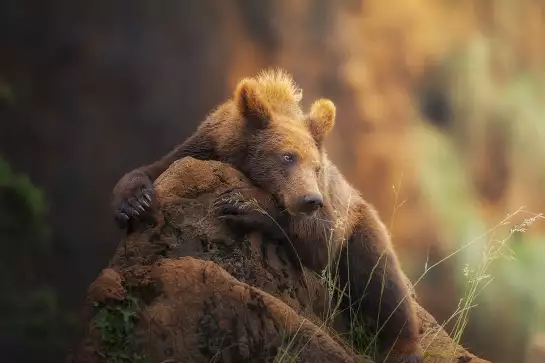 Portrait d'ours - affiche animaux