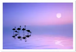 Morning flamingo - affiches oiseaux