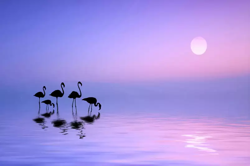 Morning flamingo - affiches oiseaux