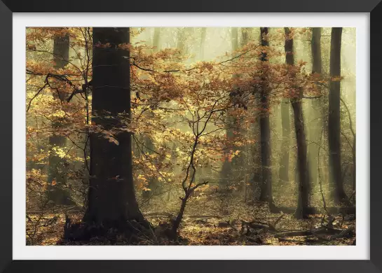 Feuilles - tableau foret