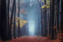 Lumière autumn - tableau foret
