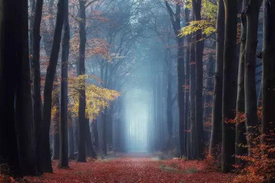 Lumière autumn - tableau foret