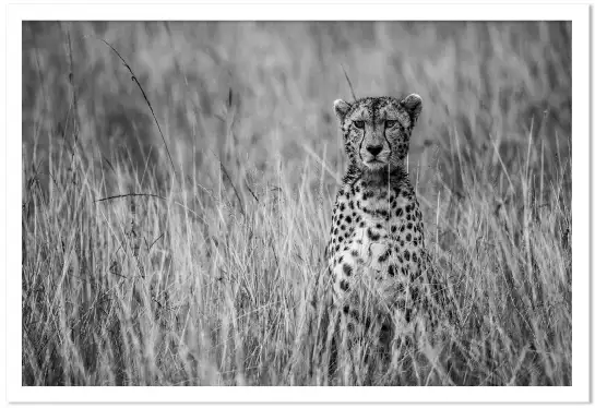 Cheetah - portrait animaux