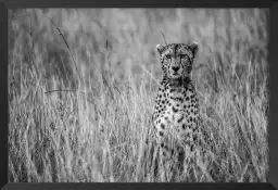 Cheetah - portrait animaux