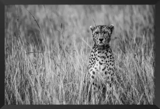 Cheetah - portrait animaux