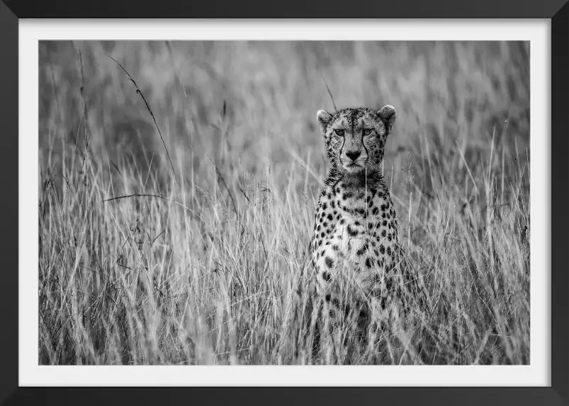 Cheetah - portrait animaux