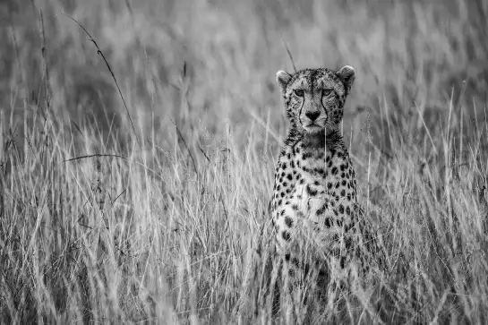 Cheetah - portrait animaux
