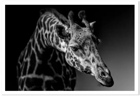 Girafe discrète - portrait animaux