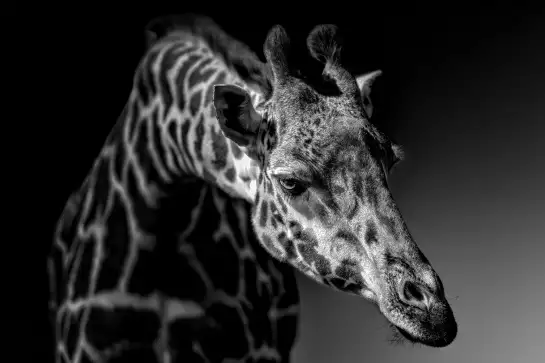 Girafe discrète - portrait animaux