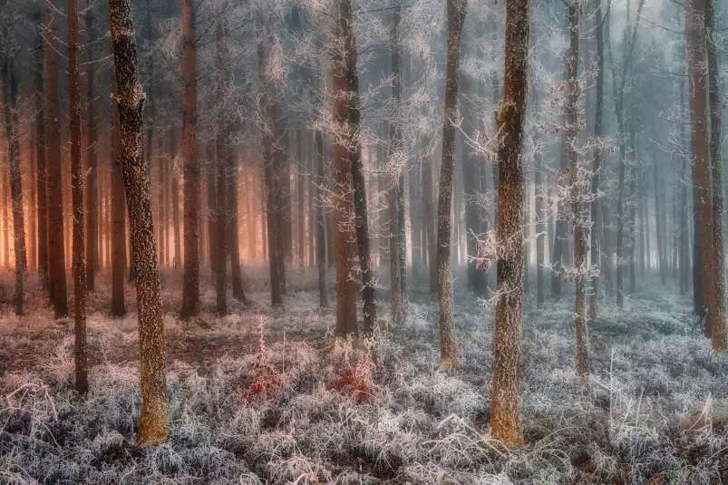 De glace et de feu - tableau foret