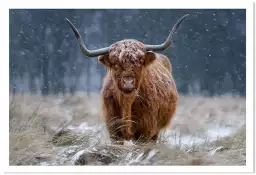 Vache highland - tableau animaux