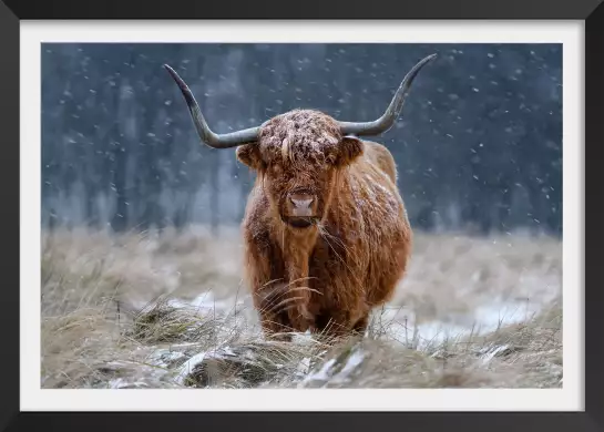 Vache highland - tableau animaux