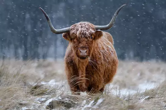 Vache highland - tableau animaux