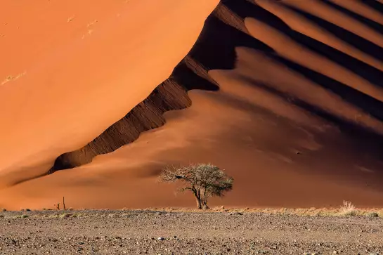 Namibie, l'arbre sur la dune - tableau paysage desert