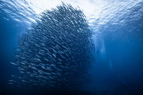 Masse bleue - tableau animaux marins