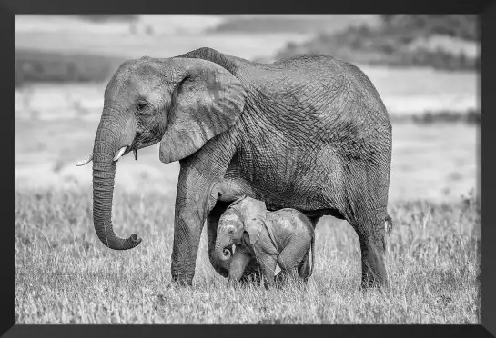 Mère éléphant - tableau elephant