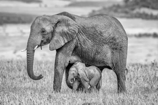 Mère éléphant - tableau elephant