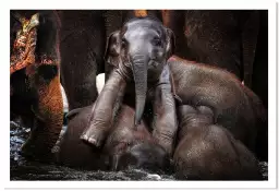 Petit prince... - tableau elephant