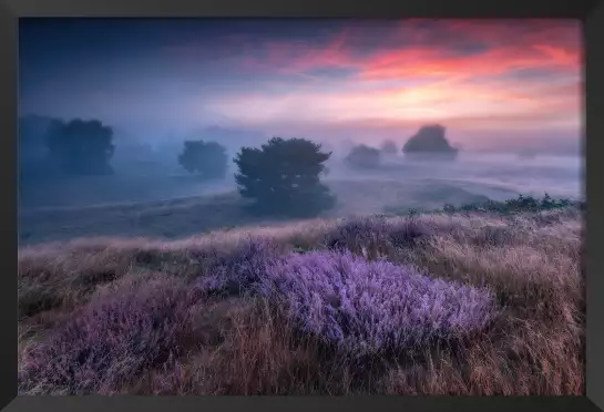 Lavandes en Provence - poster de fleurs