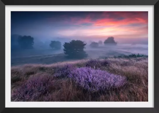 Lavandes en Provence - poster de fleurs