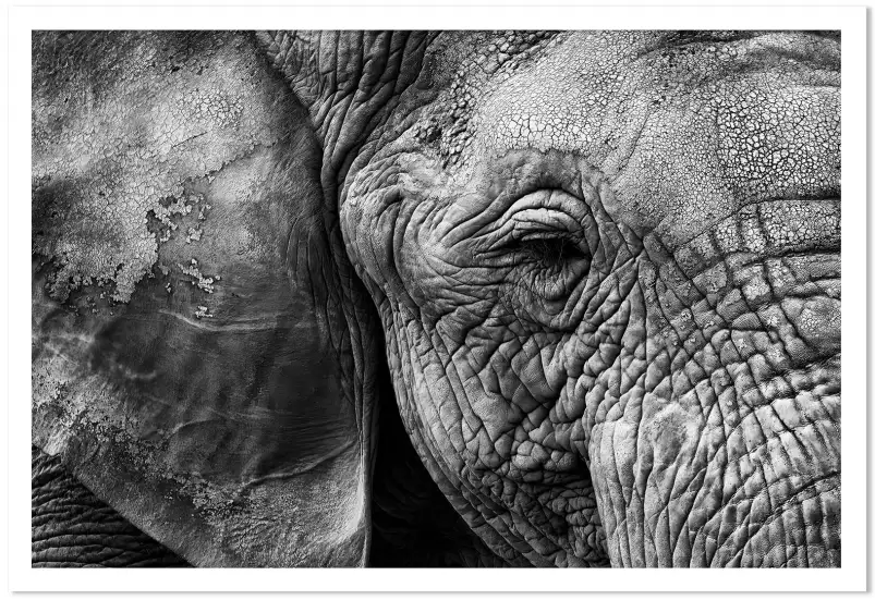 Peau d'éléphant - portrait animaux