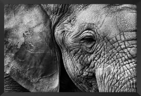 Peau d'éléphant - portrait animaux