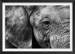 Peau d'éléphant - portrait animaux