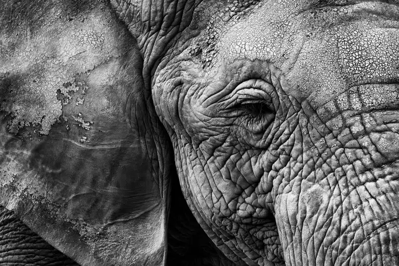 Peau d'éléphant - portrait animaux