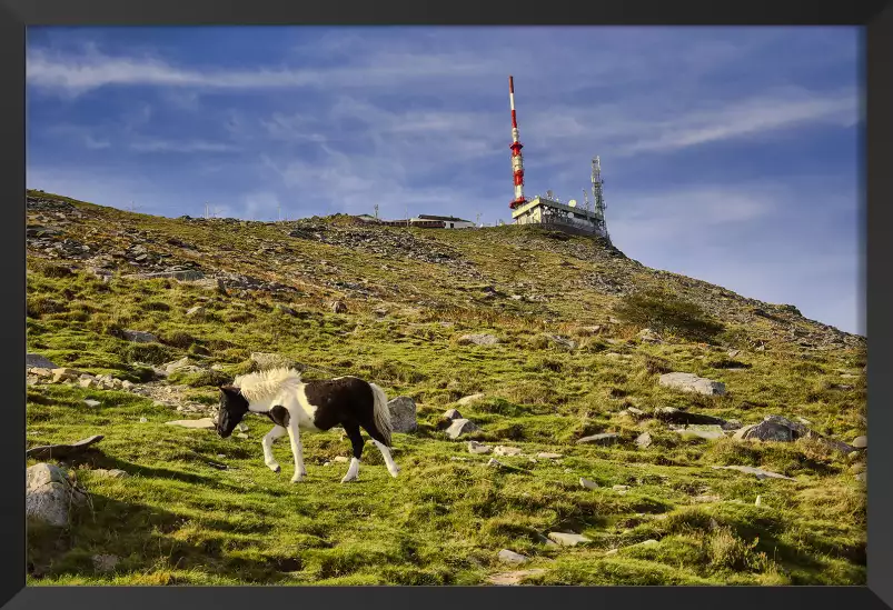 Pottok sur la rhune - tableau montagne