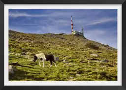 Pottok sur la rhune - tableau montagne