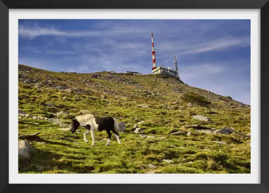 Pottok sur la rhune - tableau montagne