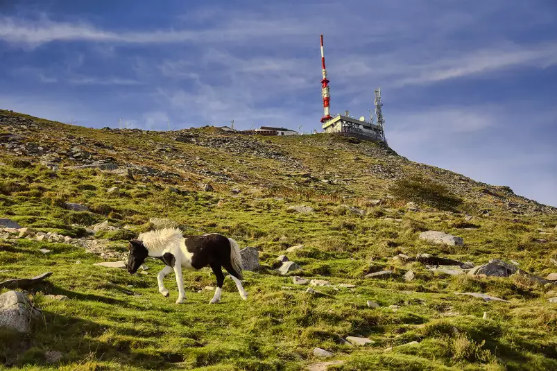 Pottok sur la rhune - tableau montagne