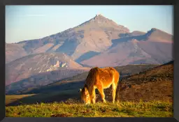 Pottok - poster chevaux