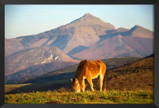 Pottok - poster chevaux