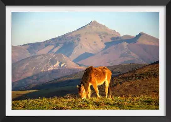 Pottok - poster chevaux