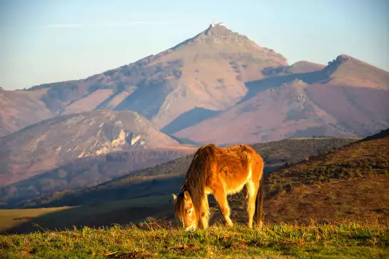 Pottok - poster chevaux