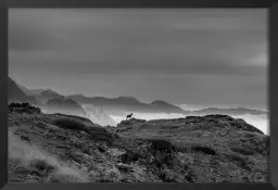 Chamois et mercantour - tableau paysage montagne