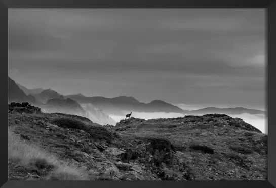 Chamois et mercantour - tableau paysage montagne