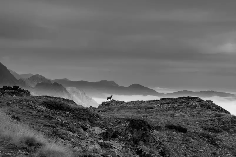 Chamois et mercantour - tableau paysage montagne