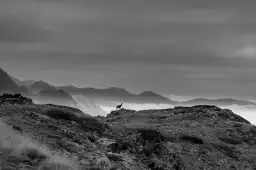 Chamois et mercantour - tableau paysage montagne