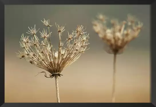 Duo discret - poster plante