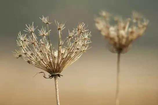 Duo discret - poster plante